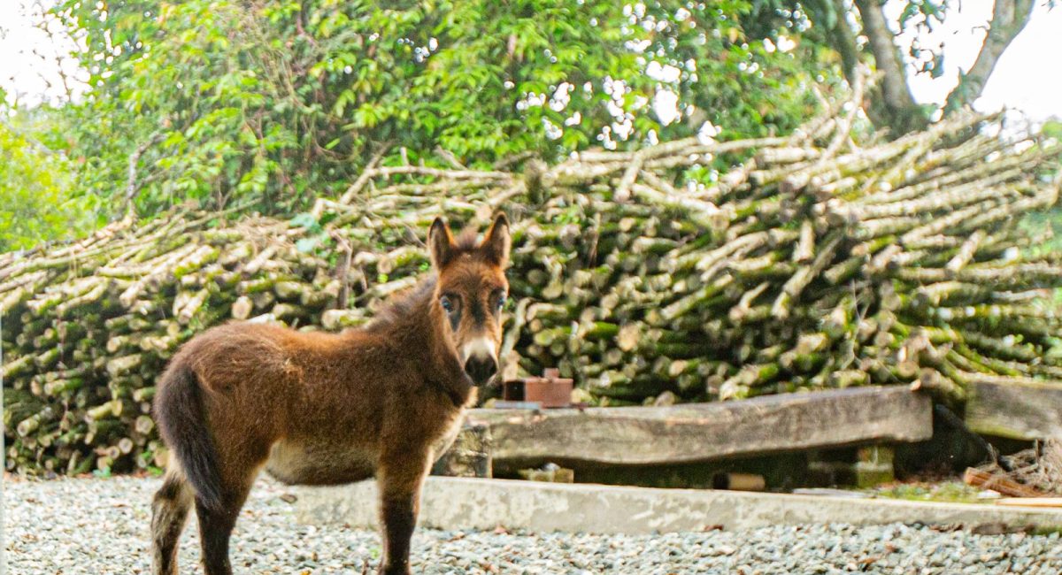 WhatsApp Image 2025-06-11 at 8.54.01 AM (1)